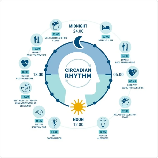 Comprendre le rythme circadien pour optimiser ton énergie